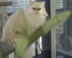 <Img alt="cat sitting on a cat tree near a pant looking straight at camera">